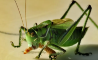 昆虫记绿蝈蝈外貌特征