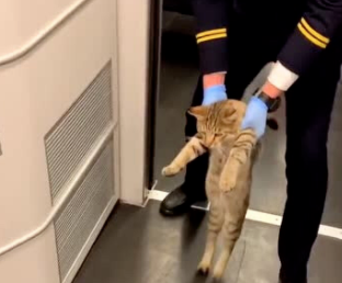猫能带上高铁吗