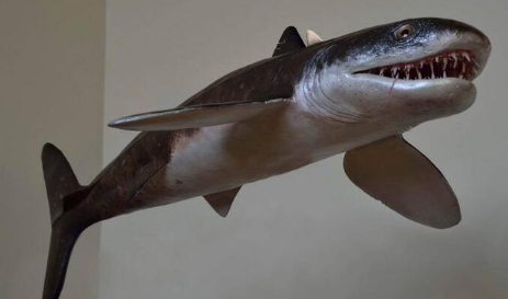 史前鲨鱼有哪些 史前鲨鱼有哪些