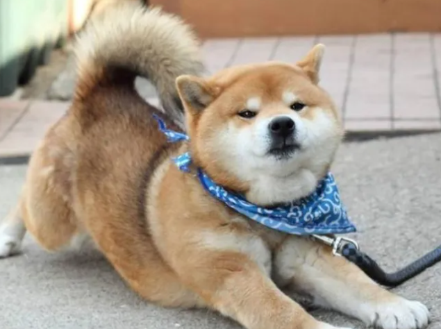如何让柴犬听话？原理其实简单