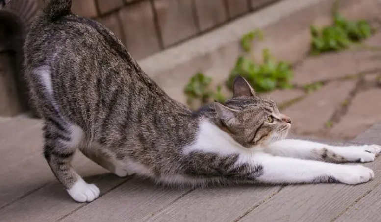 猫咪一摸就弓背翘尾