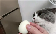 猫咪能吃蛋白吗