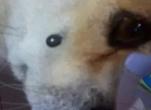 狗狗脸上长了个凸起的包 狗狗脸上长了个凸起的包