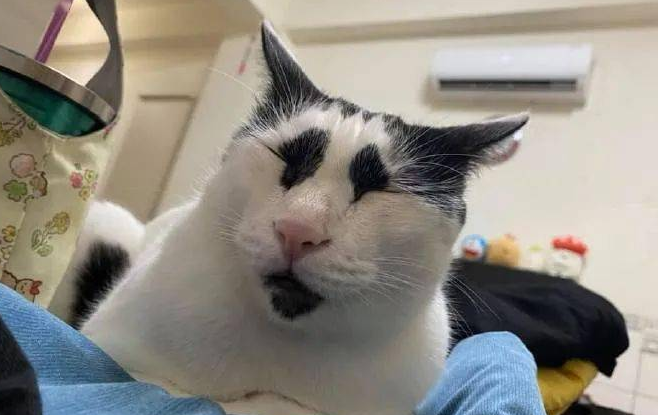 猫咪突然变得很奇怪