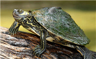 南非和墨西哥龟甲龙哪个贵