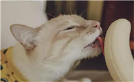 猫能吃香蕉吗为什么