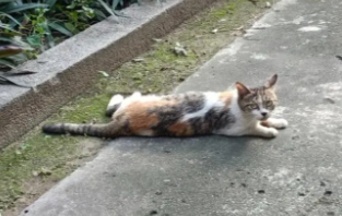 猫前肢不着地 也不叫