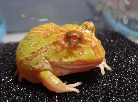 黄金角蛙简介