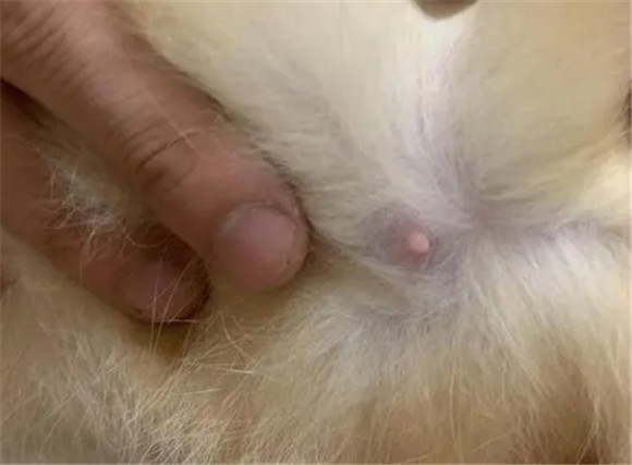 猫咪几个月长乳头啊 猫咪几个月长乳头啊