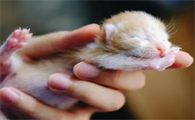 猫什么时候断奶