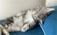 猫咪落枕是什么样子