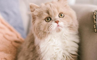 猫咪眼睛流褐色分泌物是怎么回事 猫咪眼睛流褐色分泌物是怎么回事