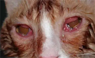 猫咪可以用氧氟沙星滴眼液吗