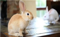 兔子对你不满？这10种表现说明它可能讨厌你！