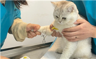 猫咪做了绝育手术后恢复需要几天