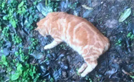 猫突然死亡是有灾