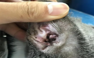 猫咪中耳炎多久会死