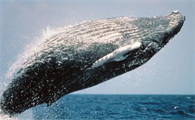 一头鲸大概多少斤重