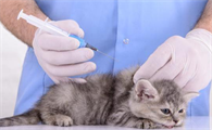 猫咪需要每年打疫苗吗