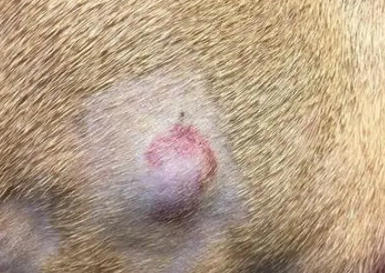 狗狗皮肤下摸到滚动的疙瘩 狗狗皮肤下摸到滚动的疙瘩