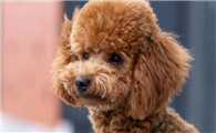 哪些小型犬便宜又好养?十大便宜又好养的小型犬