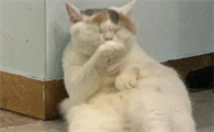 猫咪孕吐是什么颜色的