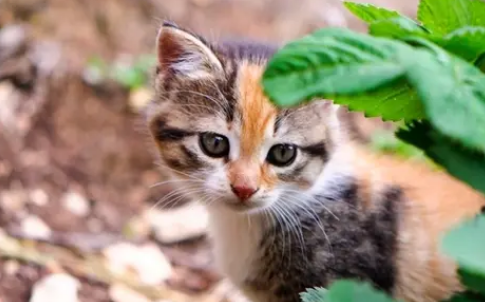 猫咪为什么喜欢舔胳肢窝 猫咪为什么喜欢舔胳肢窝
