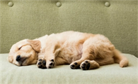 狗狗睡眠时间是多少