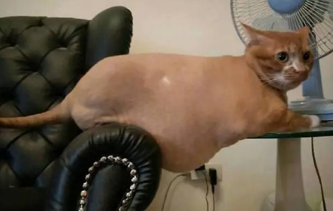 橘猫多次趁机偷吃东西，网友发怒剃了它的毛，喵：我认错还不行吗