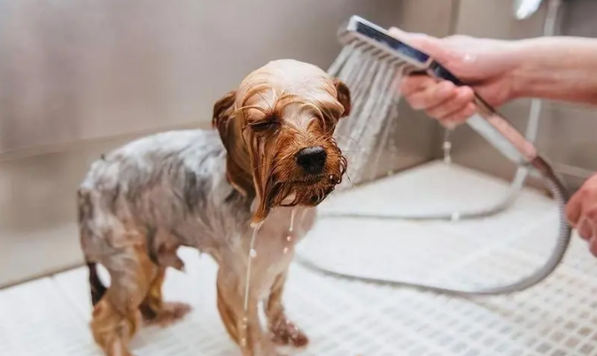 狗狗多长时间洗一次澡合适