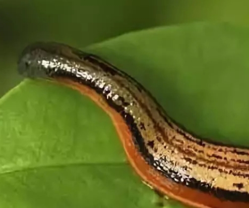 蚂蝗多少钱一斤2023