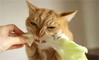 猫咪可以吃什么蔬菜
