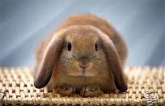 健康的兔子尿液呈现清澈透明的外观，颜色为淡黄色，类似于人类的尿液。但是，有时候食物和草料的种类会影响兔子尿液的颜色。例如，食用红色或深色蔬菜会导致尿液呈现轻微的红色，这在一定范围内也是正常的尿液。 如果兔子的尿液呈现异常颜色，如浑浊、深红、深褐、豆奶色和其他明显异样的颜色，说明兔子的身体出现问题了。下面小编将教您简单地通过尿液颜色，判断兔子健康情况。 深黄色尿液 如果兔子的尿液颜色比浅黄色更深，那么它可能饮水不足，需要给它添加更多的水。 清澈，无沉淀，全透明的尿液 这种情况该兔子的肾脏功能已经出现问题，需要及时就医。 褐色尿液 如果兔子的尿液颜色向褐色倾斜，那么它可能摄入了过多的蛋白质，需要给它的饮食进行相应的调整。 白色或豆奶色有很多沉淀的尿液 该兔子平时喝水肯定不足，可能患有结石症。 红色尿液 这分两种情况，一种是刚刚尿出来的颜色是正常淡黄色澄清的，过了一会，变成红色了，这是卟啉尿，属于正常的；还有一种是尿出来就是红色，这可能是血尿，该兔子可能膀胱有炎症，甚至结石的情况。 尿液中含有血凝块 预示着该兔子的子宫出现问题了。一般建议兔子在3至5岁内做绝育，可以有效避免子宫类疾病。 当我们发现兔子有频繁地上下厕所并非常急躁，甚至无法排尿，还持续舔屁屁的情况，也需要马上就医，以免耽误兔子的最佳治疗时期。