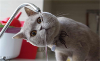 猫咪可以喝矿泉水吗