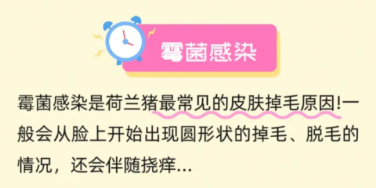 荷兰猪掉毛的六大原因及处理方式，宠物爱好者必看！