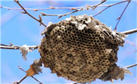 蜜蜂巢础有什么作用
