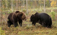 棕熊和黑熊谁更厉害