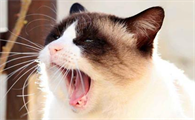 猫咪总打喷嚏怎么回事