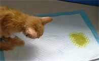 猫尿很黄是什么症状
