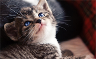 猫能喝纯牛奶吗
