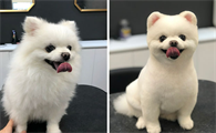 狗狗美容包括哪些项目