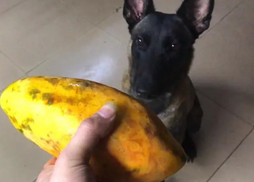 狗狗能吃木瓜吗