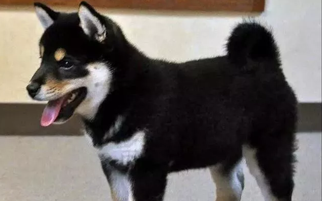 狗狗打完三针疫苗多久可以出门