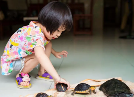 养龟有讲究：选公还是选母？
