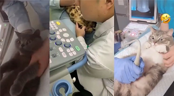 猫咪做个b超一般多少钱 猫咪做个b超一般多少钱