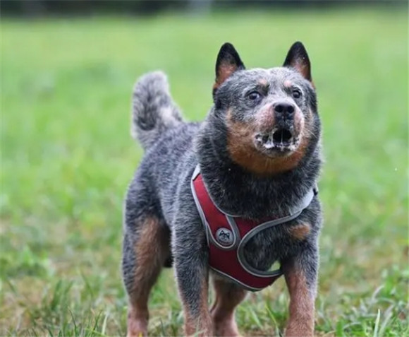 澳洲牧牛犬打架厉害不