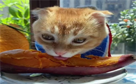 猫咪可以吃红薯吗熟的