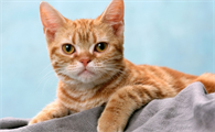 猫咪为啥晚上睡在主人床底下