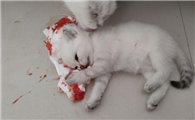 把一只小猫活活踩死了