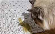 猫呕吐的原因及治疗办法